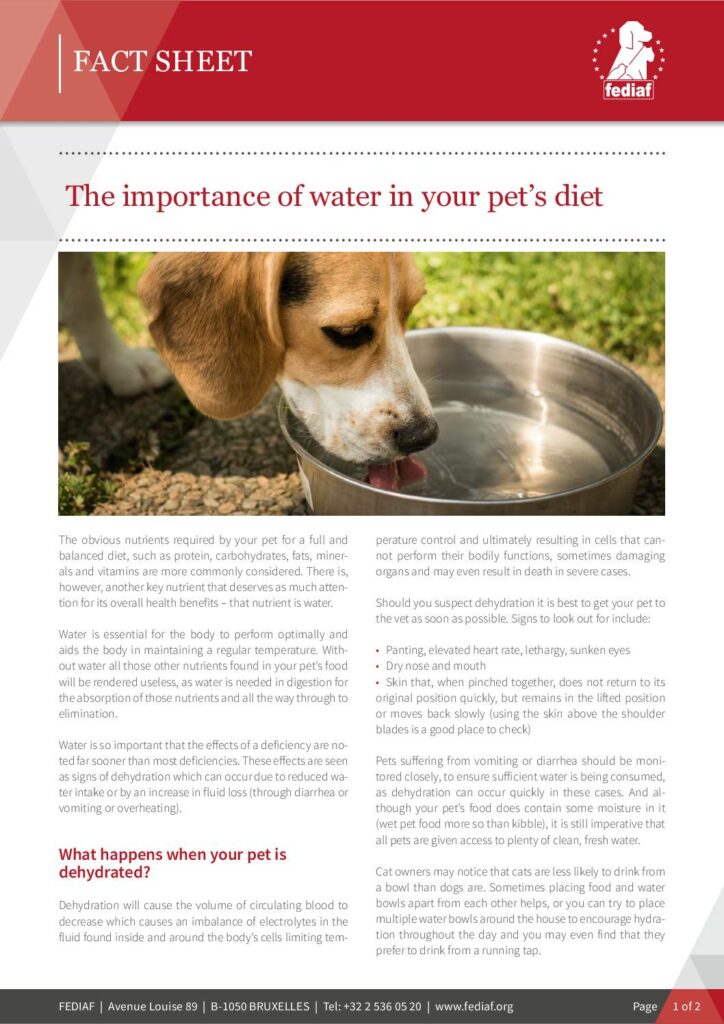 The importance of water in your pet’s diet cover