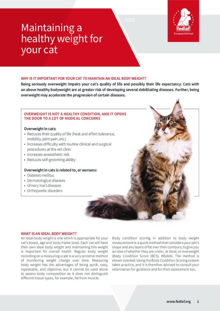 Maintaining a healthy weight for your cat cover